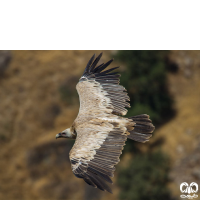 گونه کرکس Eurasian Griffon Vulture